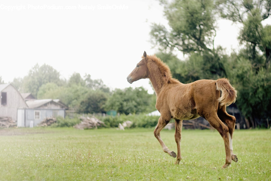 Animal, Colt Horse, Foal, Horse, Mammal, Conifer, Fir