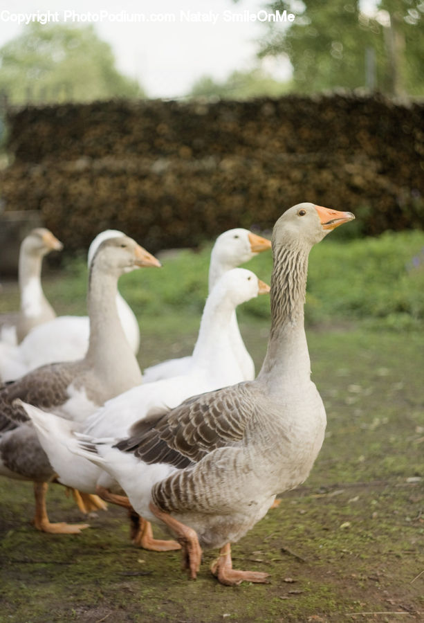 Bird, Goose, Waterfowl, Swan, Duck, Teal, Beak