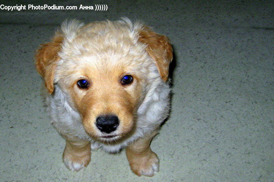 Animal, Canine, Dog, Mammal, Pet, Puppy, Golden Retriever