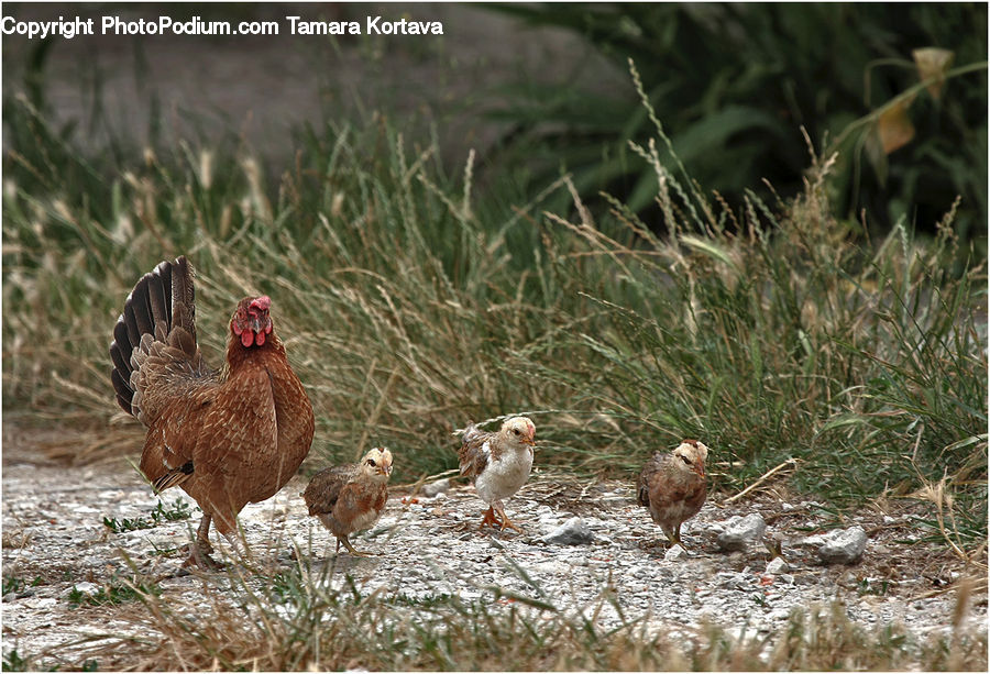 Bird, Sparrow, Chicken, Cock Bird, Fowl, Poultry, Rooster