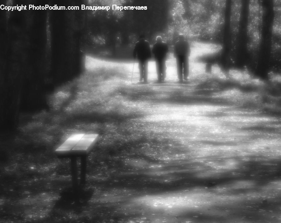 Forest, Vegetation, Fog, Bench, Path, Trail, Plant