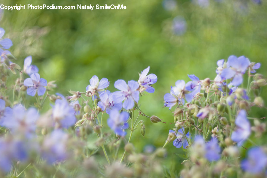 Blossom, Flora, Flower, Plant, Fiber, Flax, Geranium