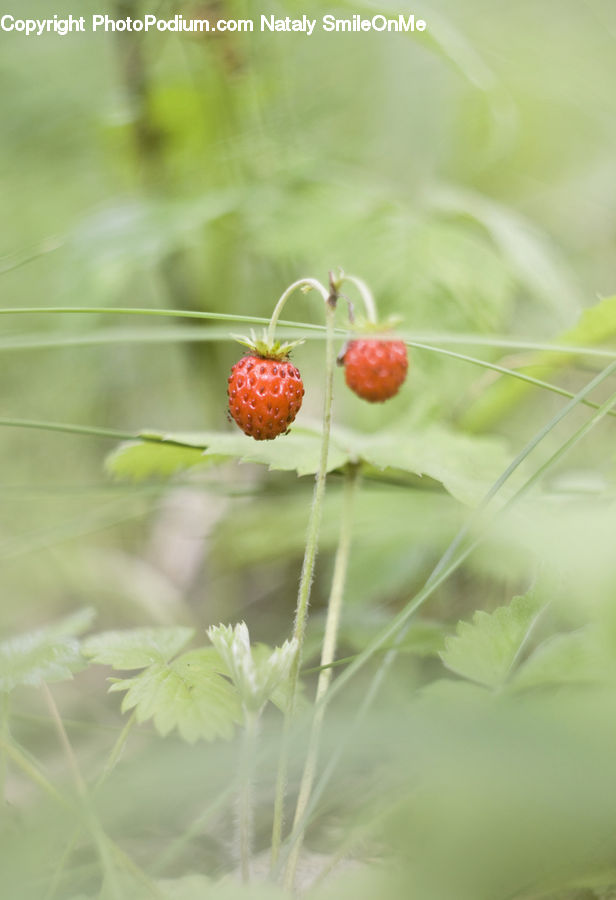 Fruit, Blossom, Flora, Flower, Plant, Conifer, Fir
