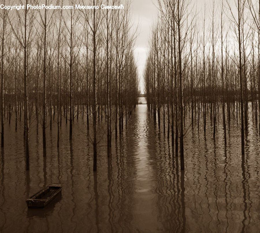 Grass, Plant, Reed, Birch, Tree, Wood, Land