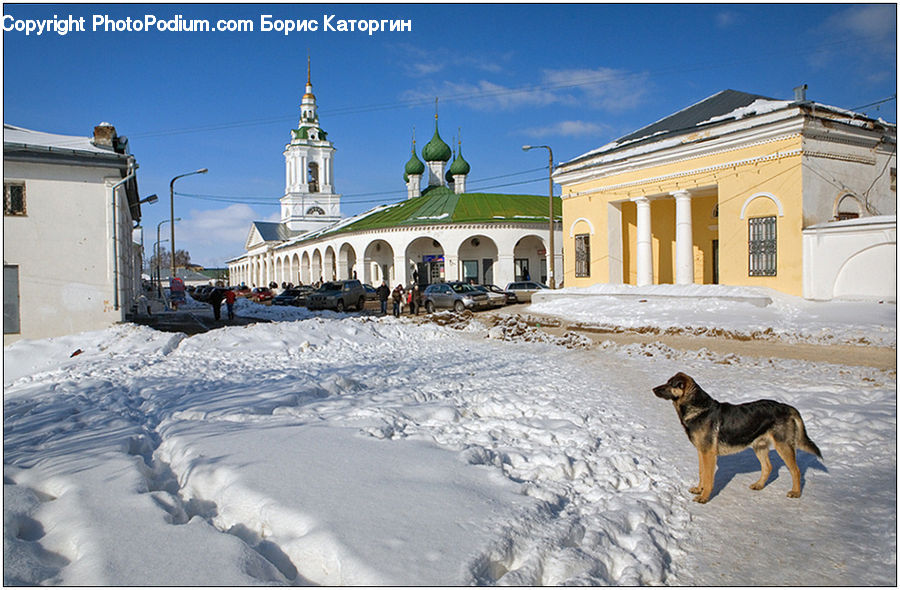 Animal, Canine, Dog, German Shepherd, Mammal, Pet, Architecture