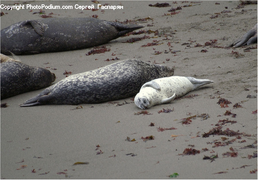Animal, Mammal, Sea Life, Sea Lion, Seal