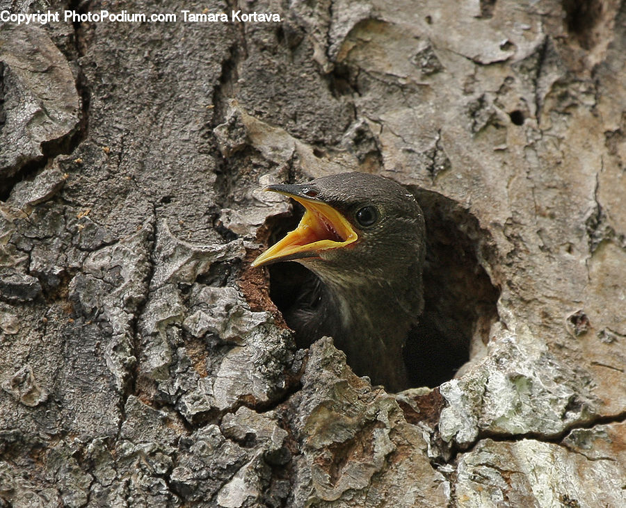 Bird, Blackbird, Rock, Beak, Outdoors, Soil