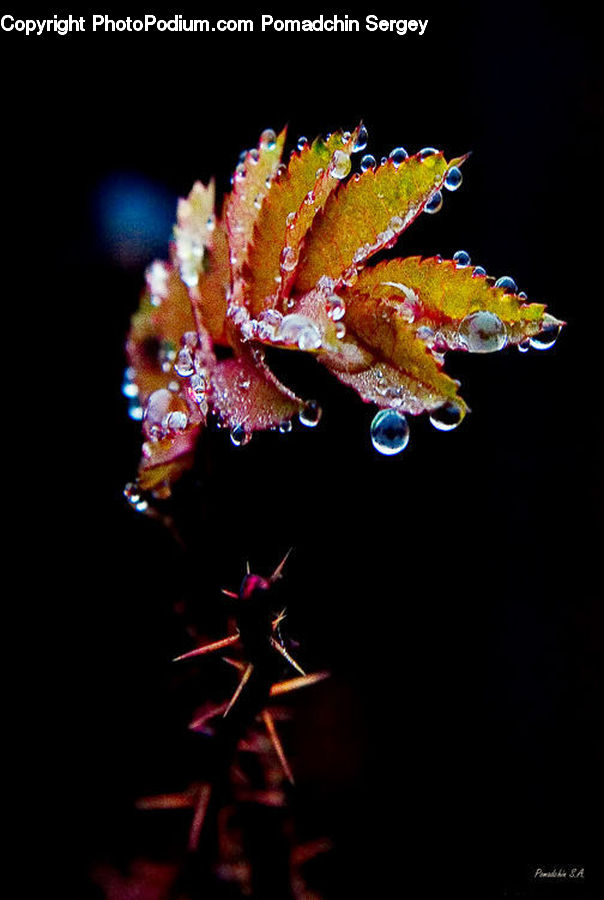 Dance, Dance Pose, Blossom, Flora, Flower, Plant, Fern
