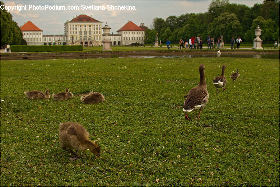 Bird, Goose, Waterfowl, Park, Art, Sculpture, Statue