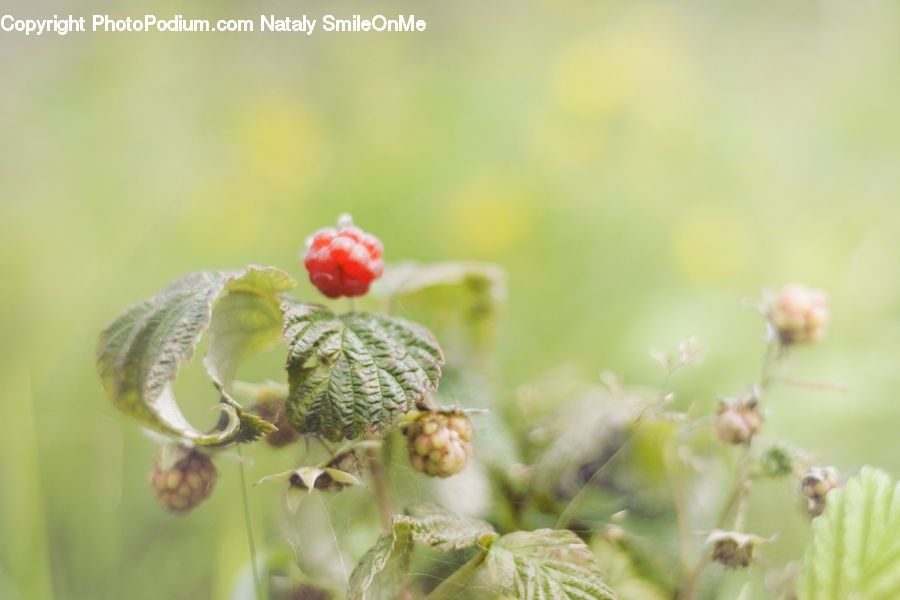 Fruit, Raspberry, Cactus, Plant, Bud, Blossom, Flora