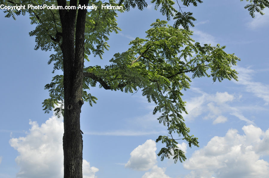 Conifer, Fir, Plant, Tree, Azure Sky, Cloud, Outdoors