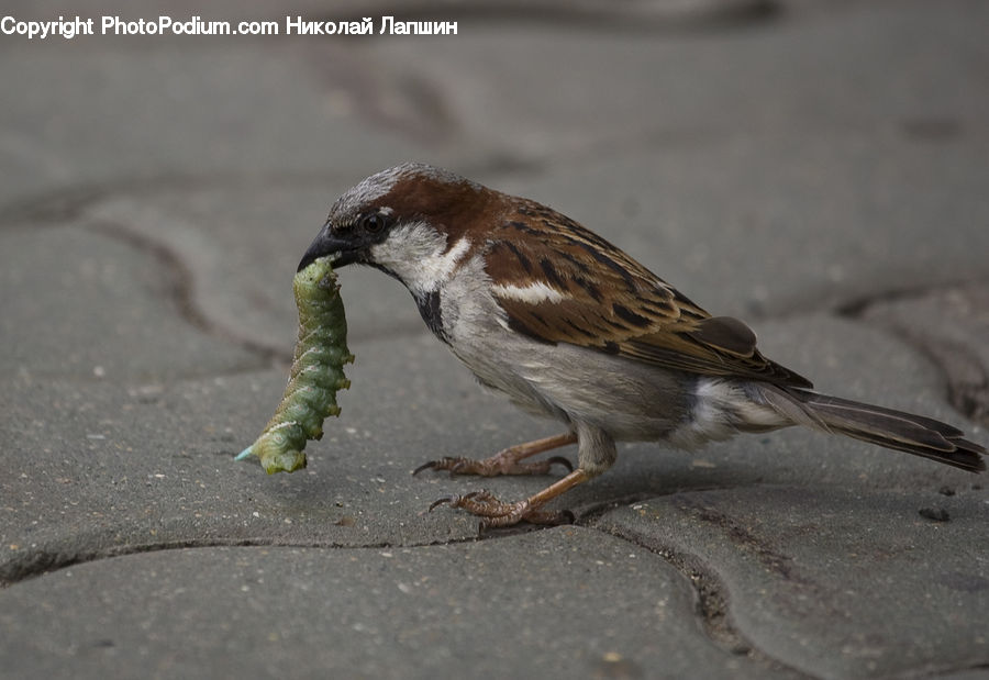 Bird, Sparrow, Mammal, Sea Life, Seahorse, Beak, Finch