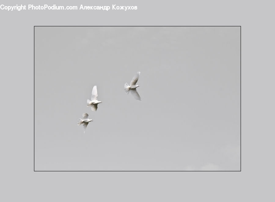 Bird, Seagull