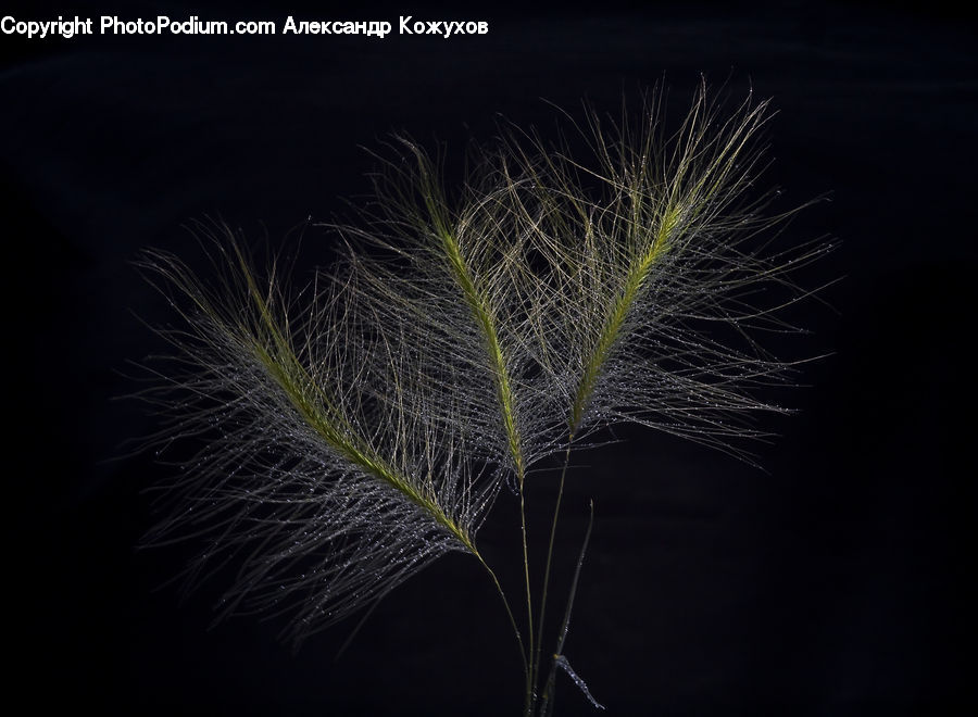 Grain, Seed, Field, Grass, Grassland, Plant, Fireworks