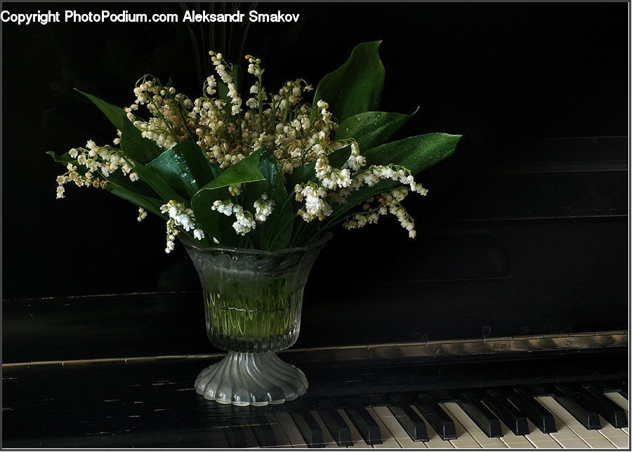 Plant, Potted Plant, Blossom, Flower, Lilac, Flower Arrangement, Ikebana