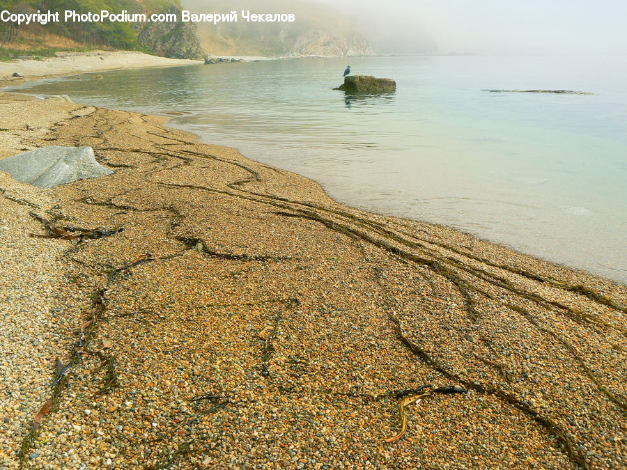 Beach, Coast, Outdoors, Sea, Water, Algae, Landscape