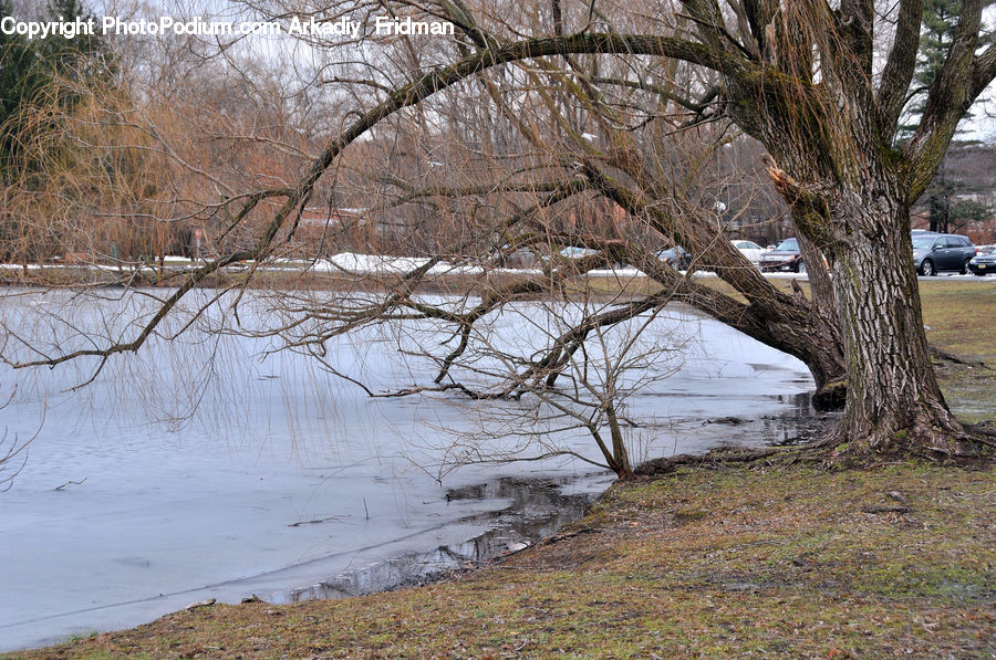 Plant, Tree, Willow, Flood, Birch, Wood, Field
