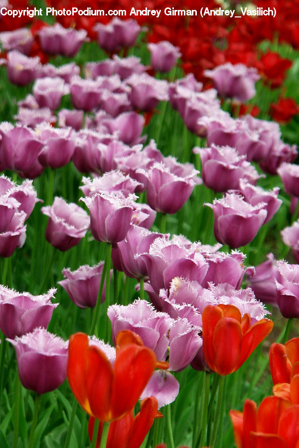 Blossom, Flora, Flower, Plant, Tulip, Carnation, Gladiolus