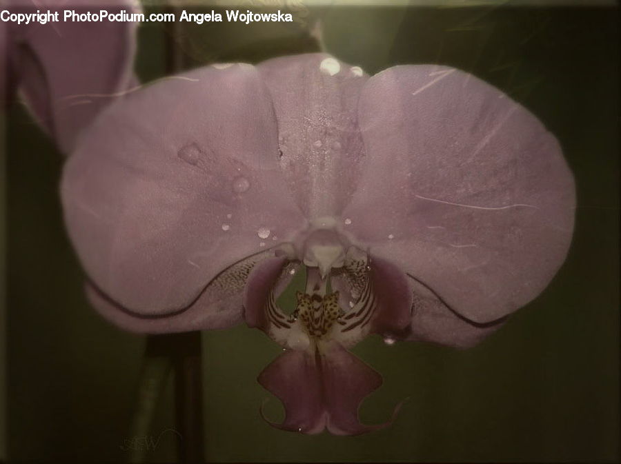 Blossom, Flora, Flower, Plant, Orchid, Geranium