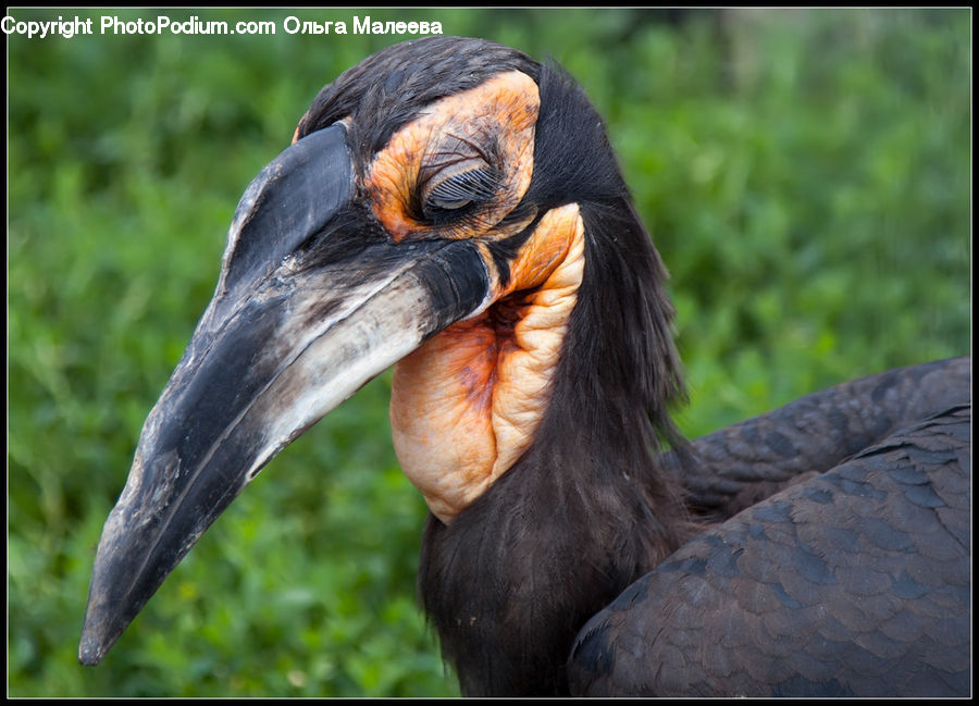 Beak, Bird
