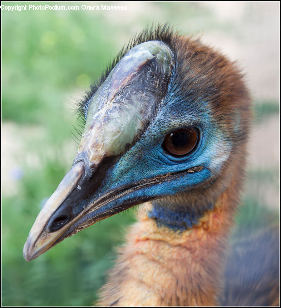 Beak, Bird, Booby, Head, Portrait, Crane Bird, Heron