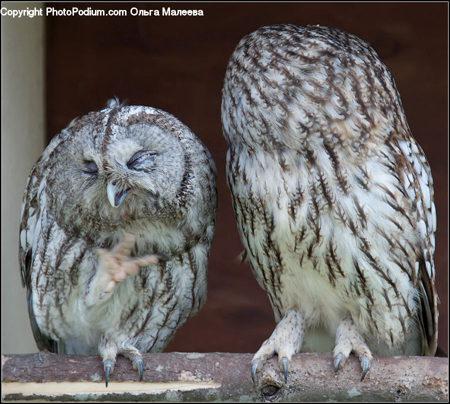 Bird, Hawk, Animal, Chinchilla, Mammal, Rodent, Owl