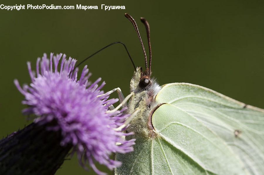 Butterfly, Insect, Invertebrate, Flora, Flower, Plant, Thistle