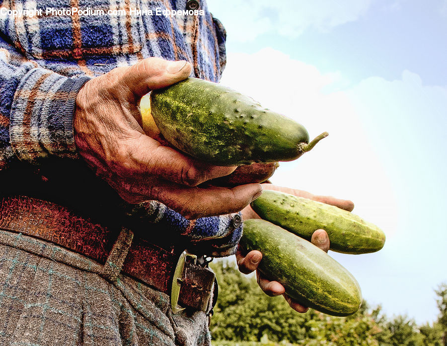 Cucumber, Vegetable