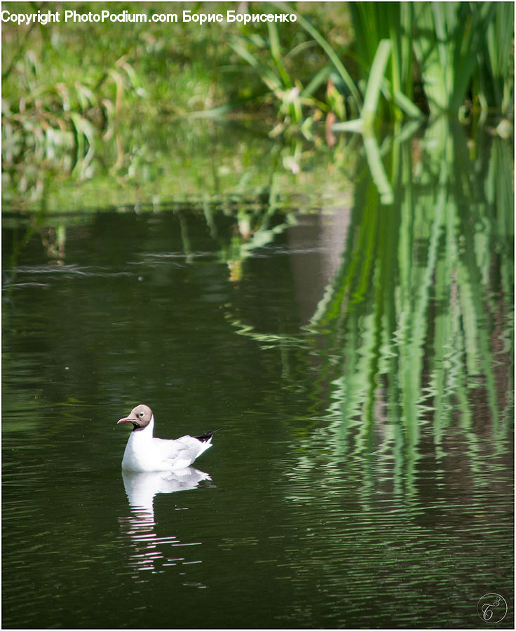 Bird, Goose, Waterfowl, Plant, Potted Plant, Duck, Teal