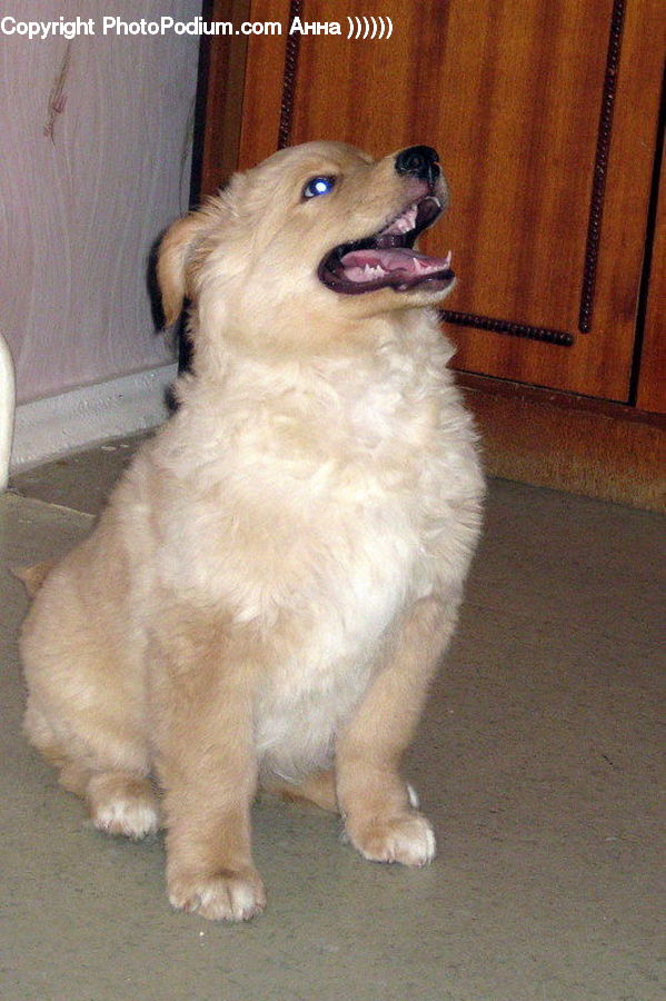 Animal, Canine, Collie, Dog, Mammal, Pet, Golden Retriever