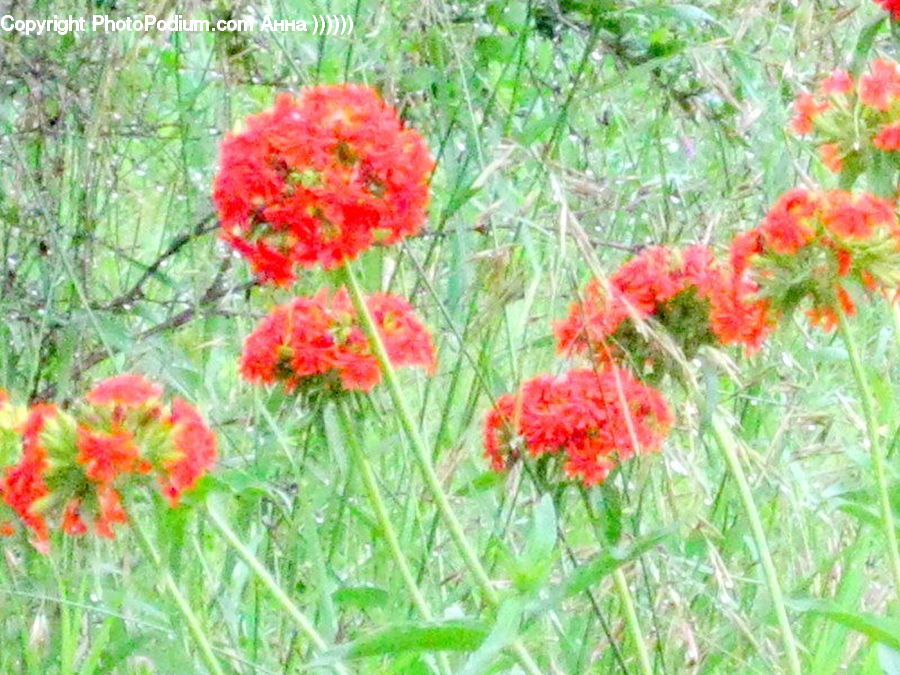 Blossom, Flora, Flower, Plant, Herbal, Herbs, Planter