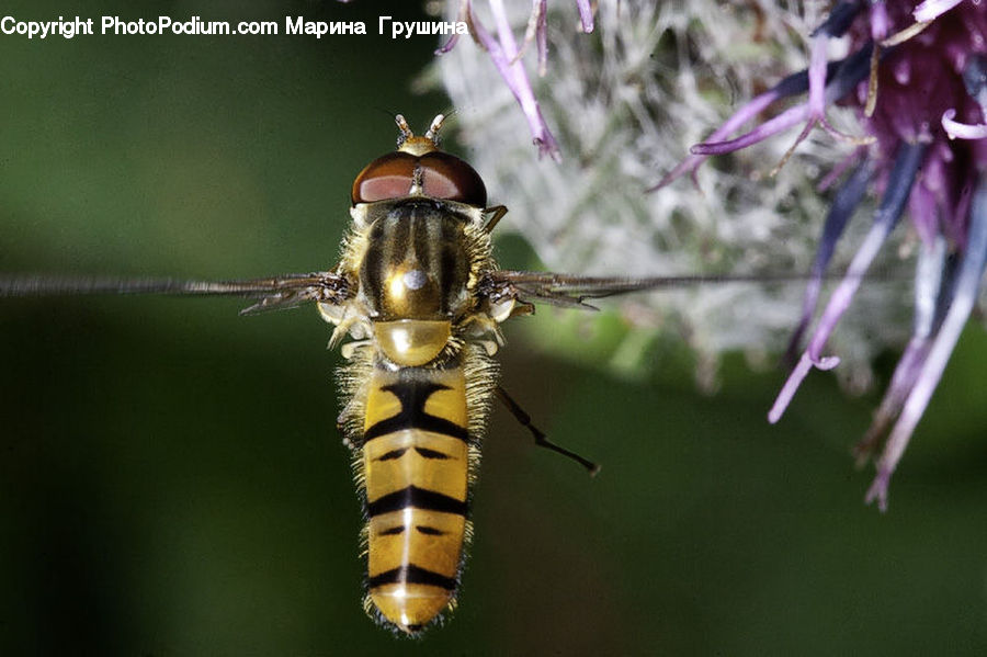 Anisoptera, Dragonfly, Insect, Invertebrate, Apidae, Bee, Bumblebee
