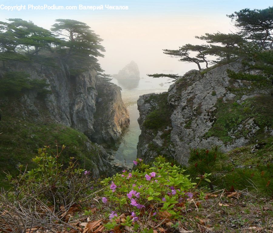Cliff, Outdoors, Rock, Forest, Jungle, Rainforest, Vegetation