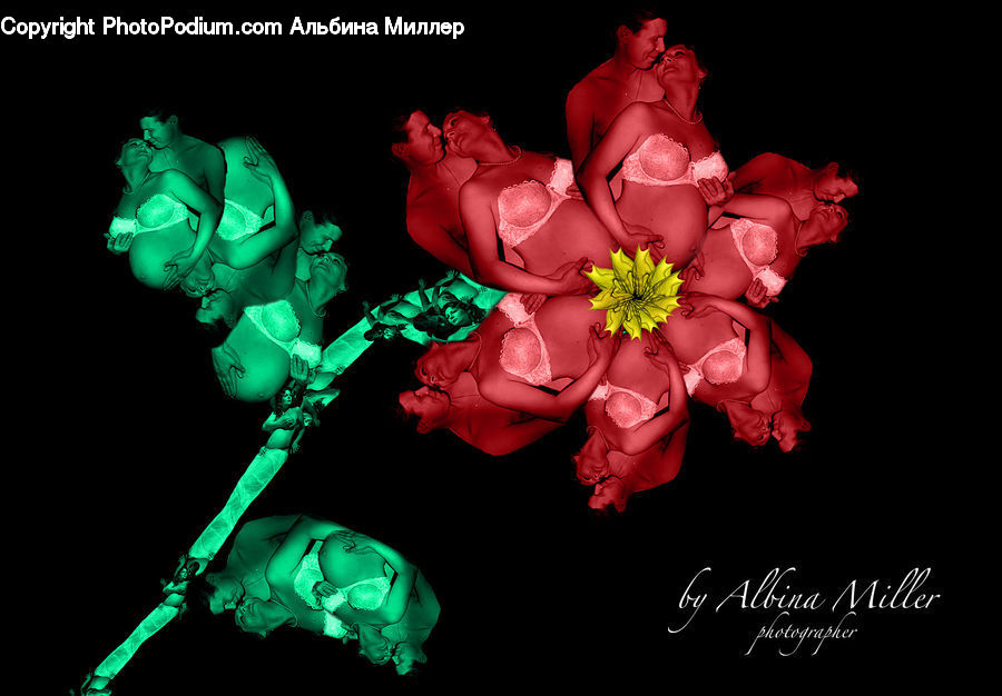 People, Person, Human, Blossom, Flower, Plant, Rose