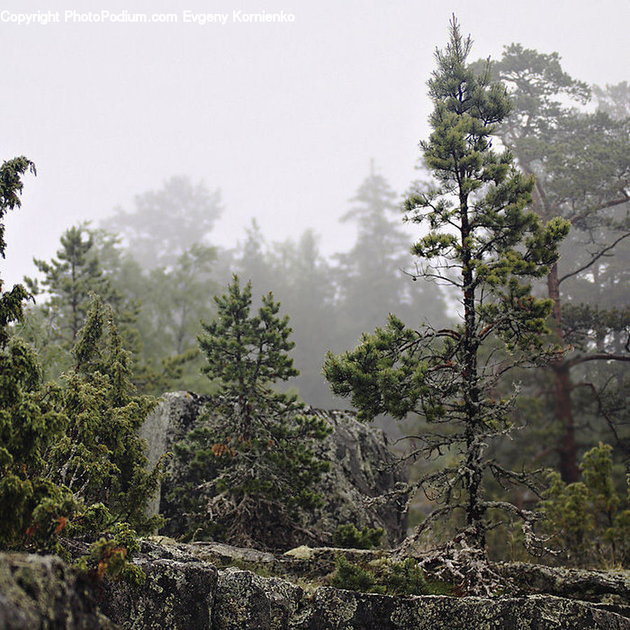 Conifer, Fir, Plant, Tree, Forest, Jungle, Rainforest
