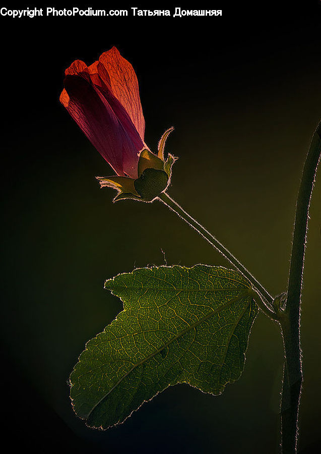 Blossom, Flora, Flower, Geranium, Plant, Maple, Maple Leaf