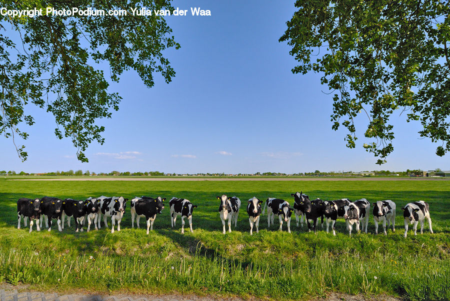 Field, Grass, Grassland, Land, Outdoors, Landscape, Nature