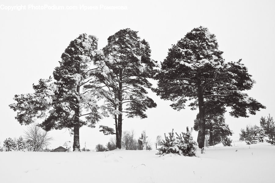Plant, Tree, Oak, Wood, Ice, Outdoors, Snow