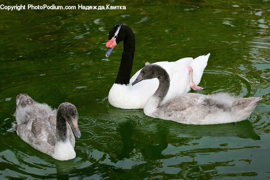 Bird, Waterfowl, Goose, Swan, Black Swan
