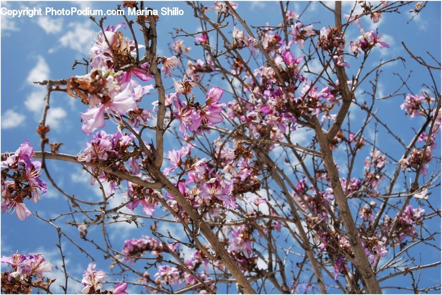 Blossom, Flora, Flower, Plant, Cherry Blossom