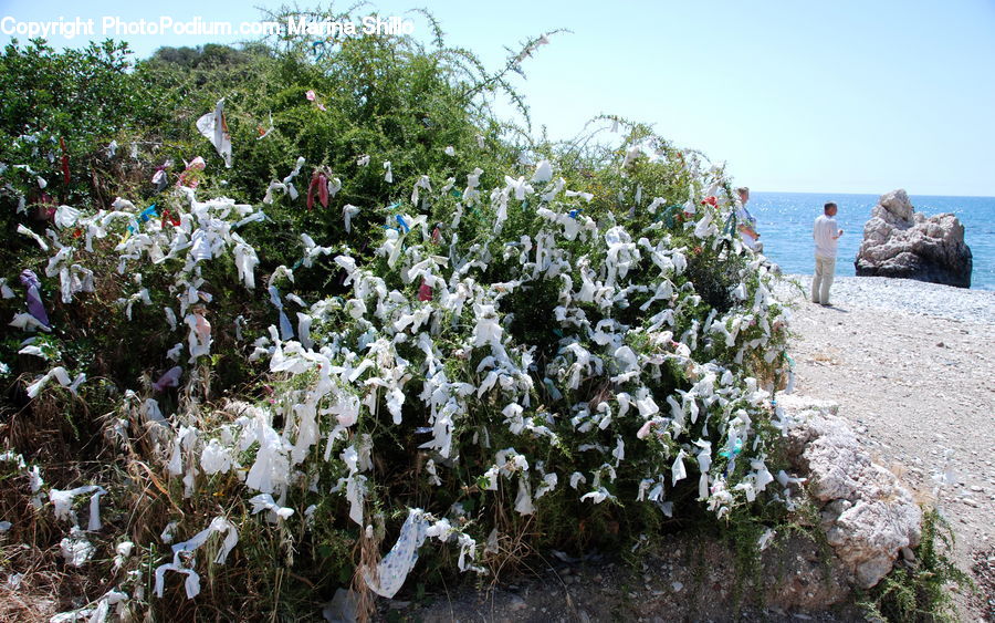 Plant, Potted Plant, Rock, Coast, Outdoors, Sea, Water