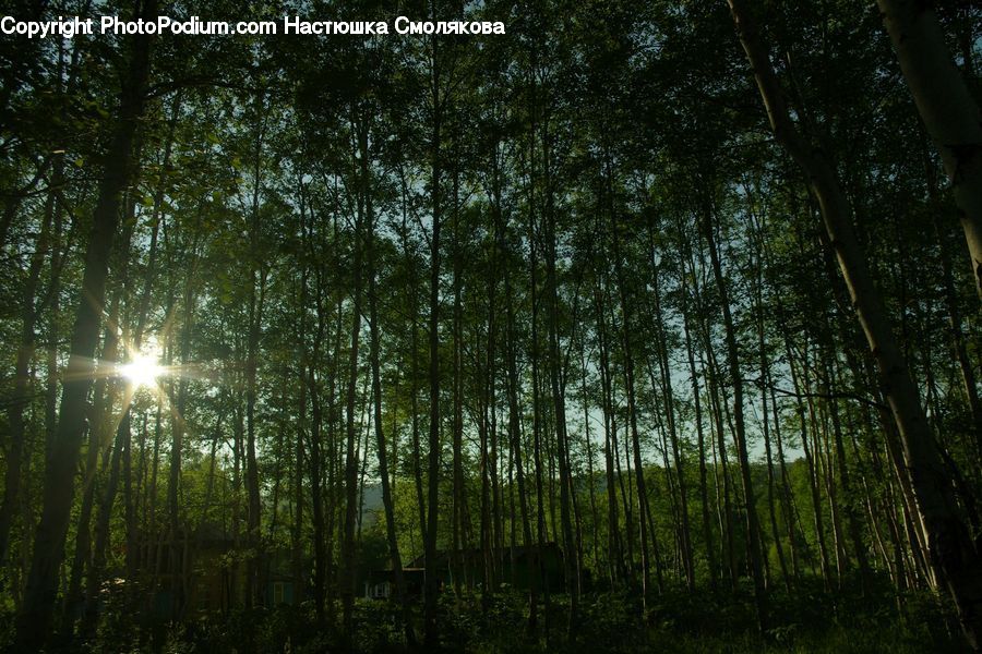 Forest, Vegetation, Flare, Light, Sunlight, Birch, Tree
