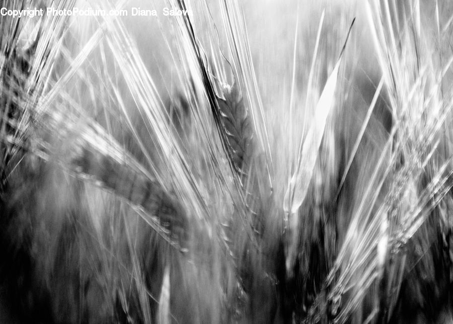 Grain, Grass, Plant, Wheat, Blossom, Flora, Flower