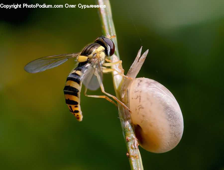 Anisoptera, Dragonfly, Insect, Invertebrate, Bee