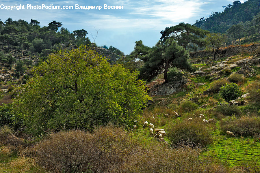 Outdoors, Wilderness, Field, Grass, Grassland, Land, Conifer