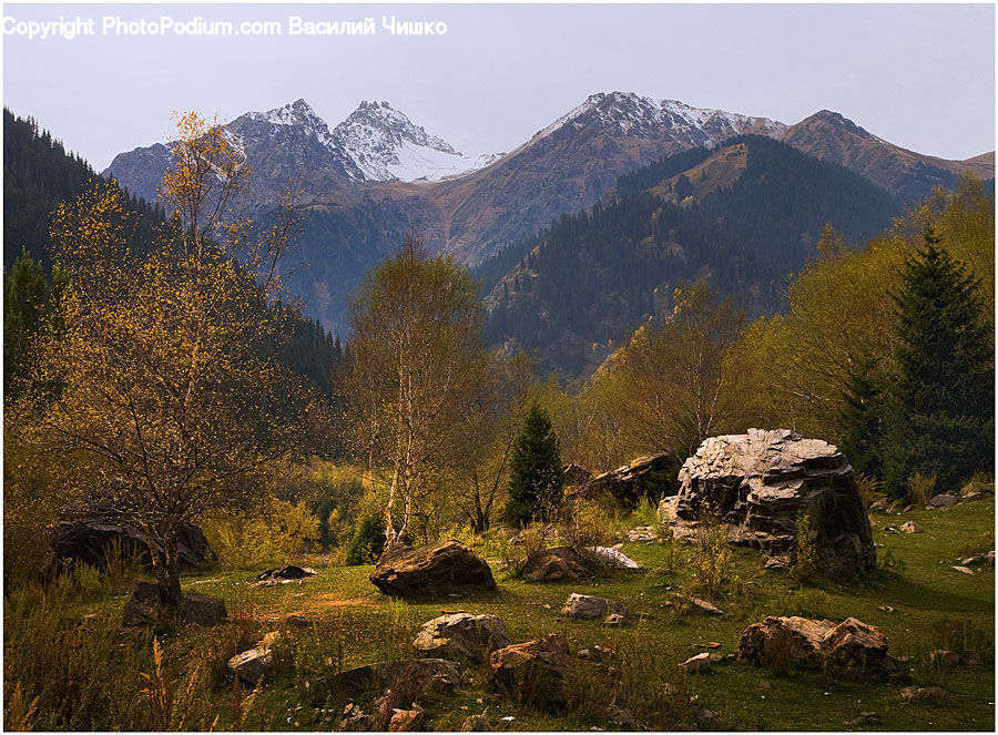 Tree Stump, Crest, Mountain, Outdoors, Peak, Field, Grass