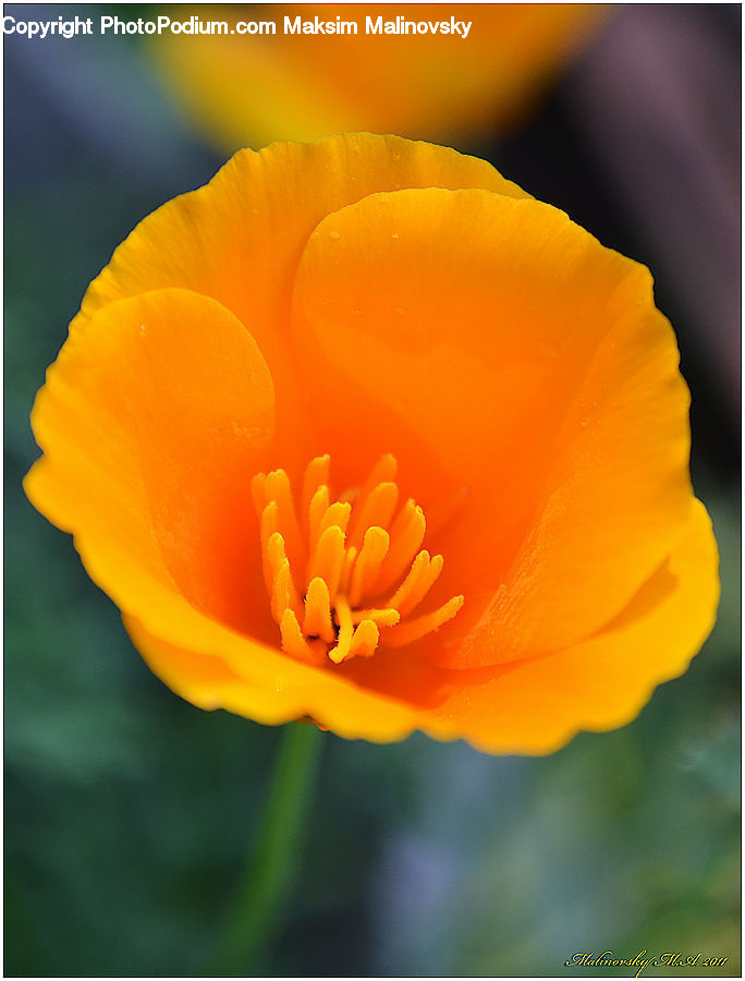 Blossom, Flora, Flower, Plant, Poppy, Crocus, Tulip