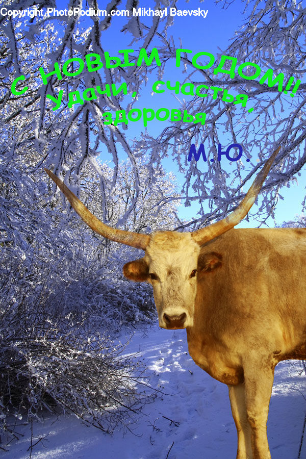 Angus, Animal, Bull, Mammal, Deer, Elk, Wildlife