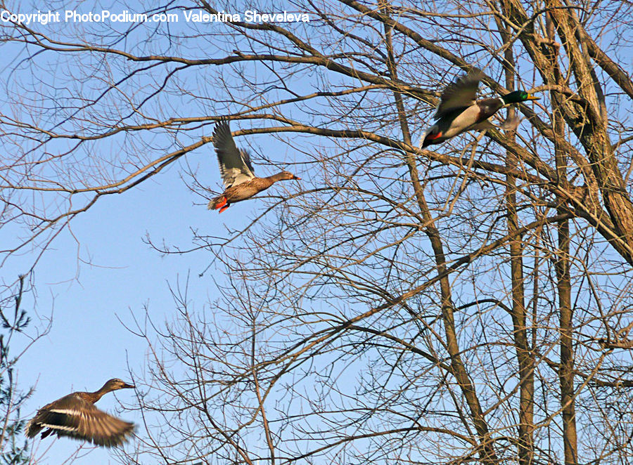 Bird, Booby, Flicker Bird, Woodpecker, Goose, Waterfowl, Duck