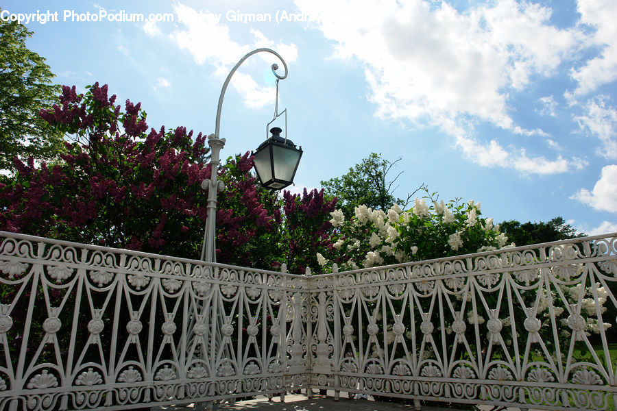 Plant, Potted Plant, Garden, Blossom, Flower, Lilac, Flora